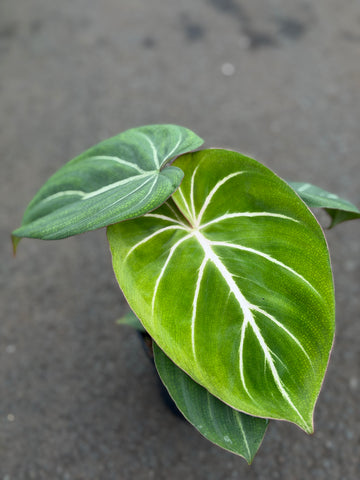 Philodendron Gloriosum