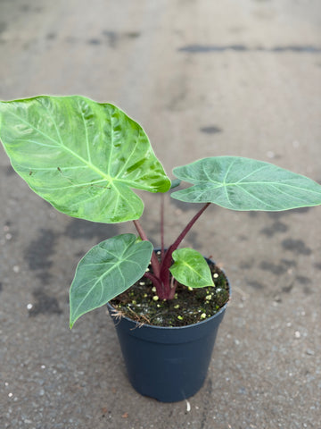 Alocasia Imperial Red