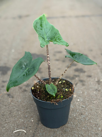 Alocasia Zebrina Little