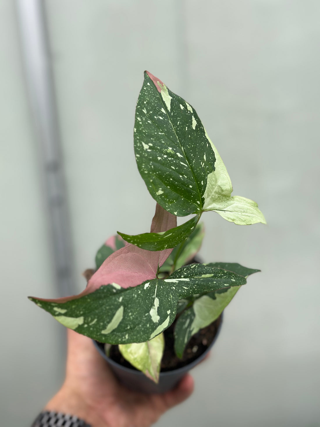 Syngonium Red Spot Tricolor