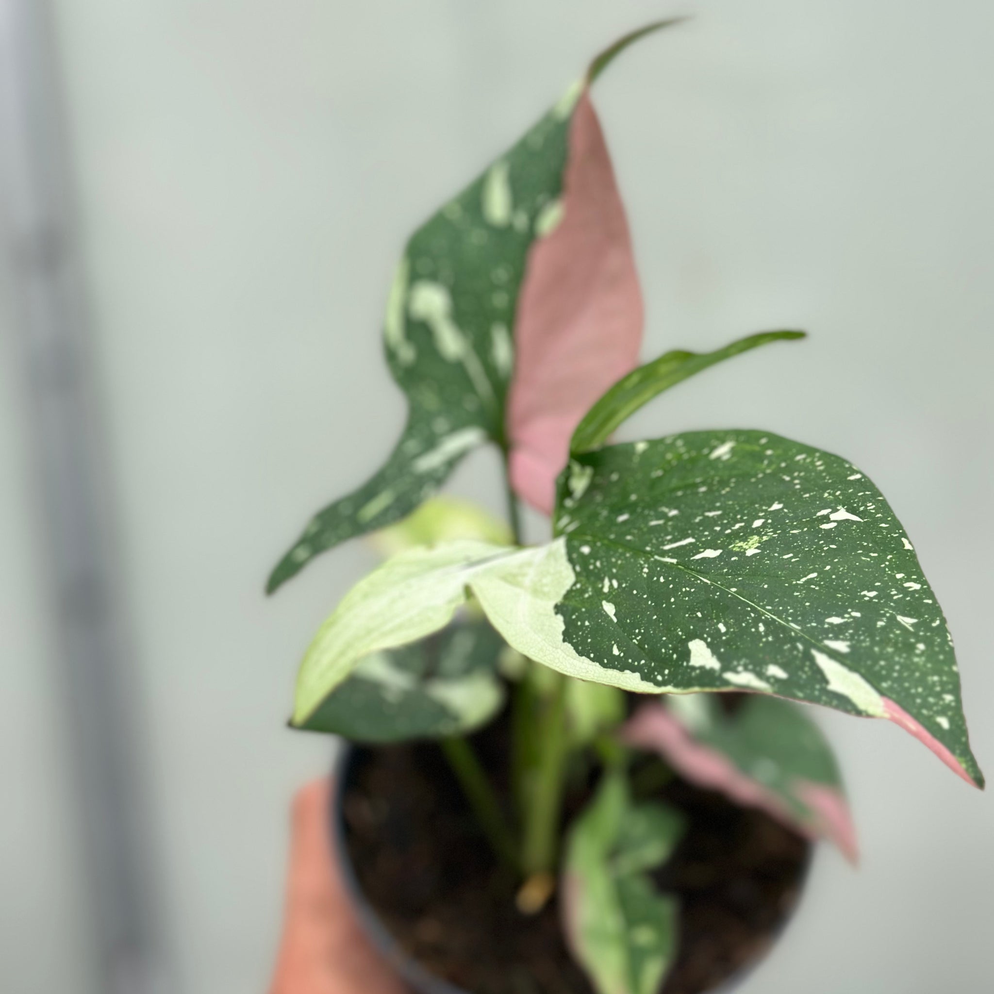 Syngonium Red Spot Tricolor