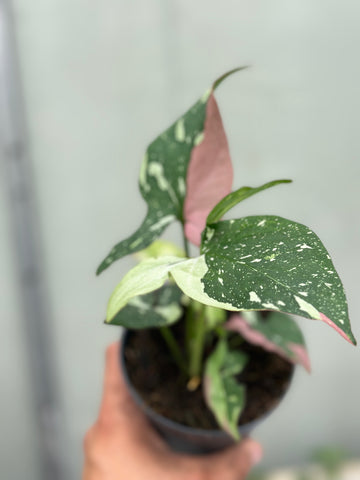 Syngonium Red Spot Tricolor
