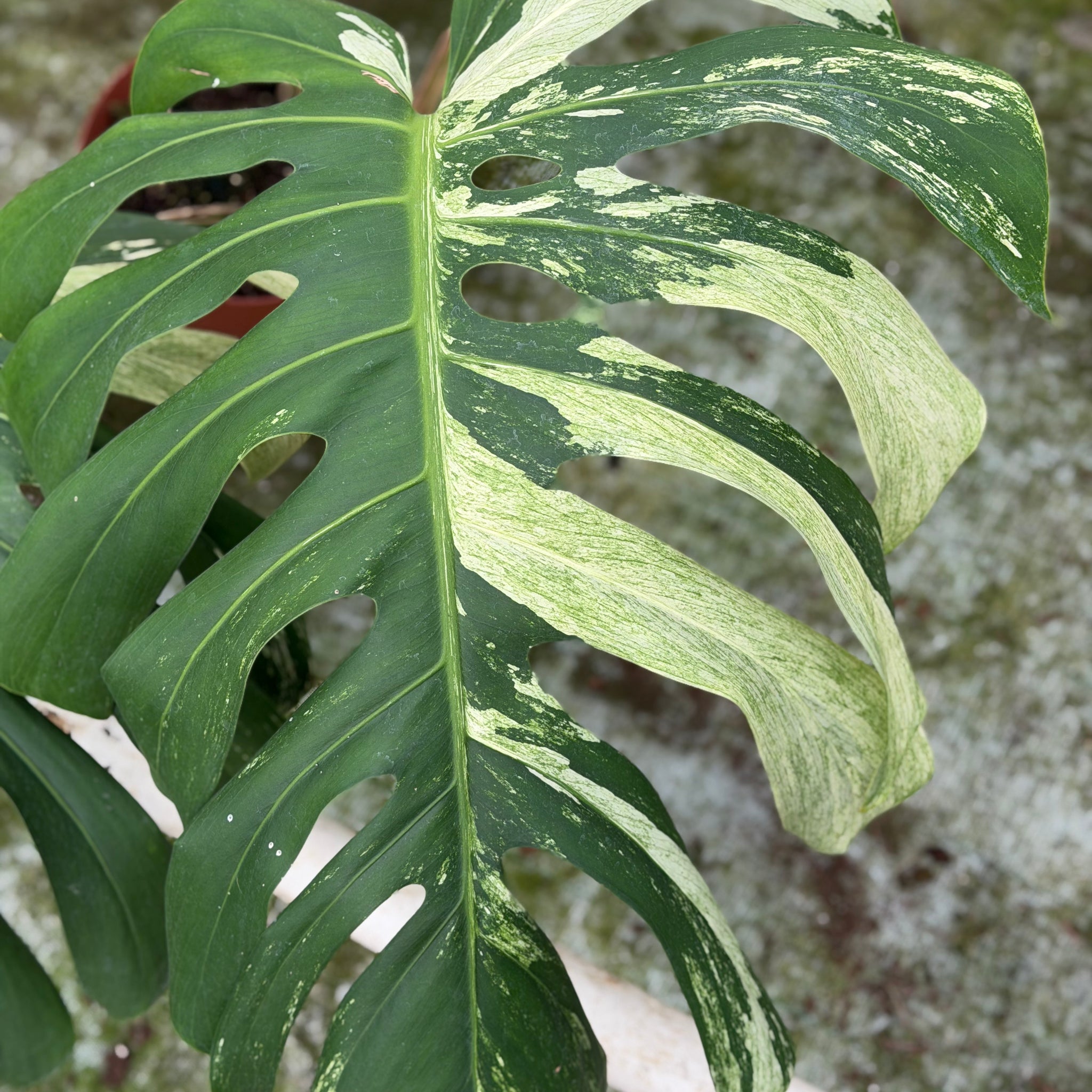 Monstera Jungle Mint XL – GrowJungle