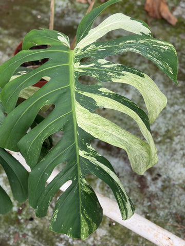 Monstera Jungle Mint XL