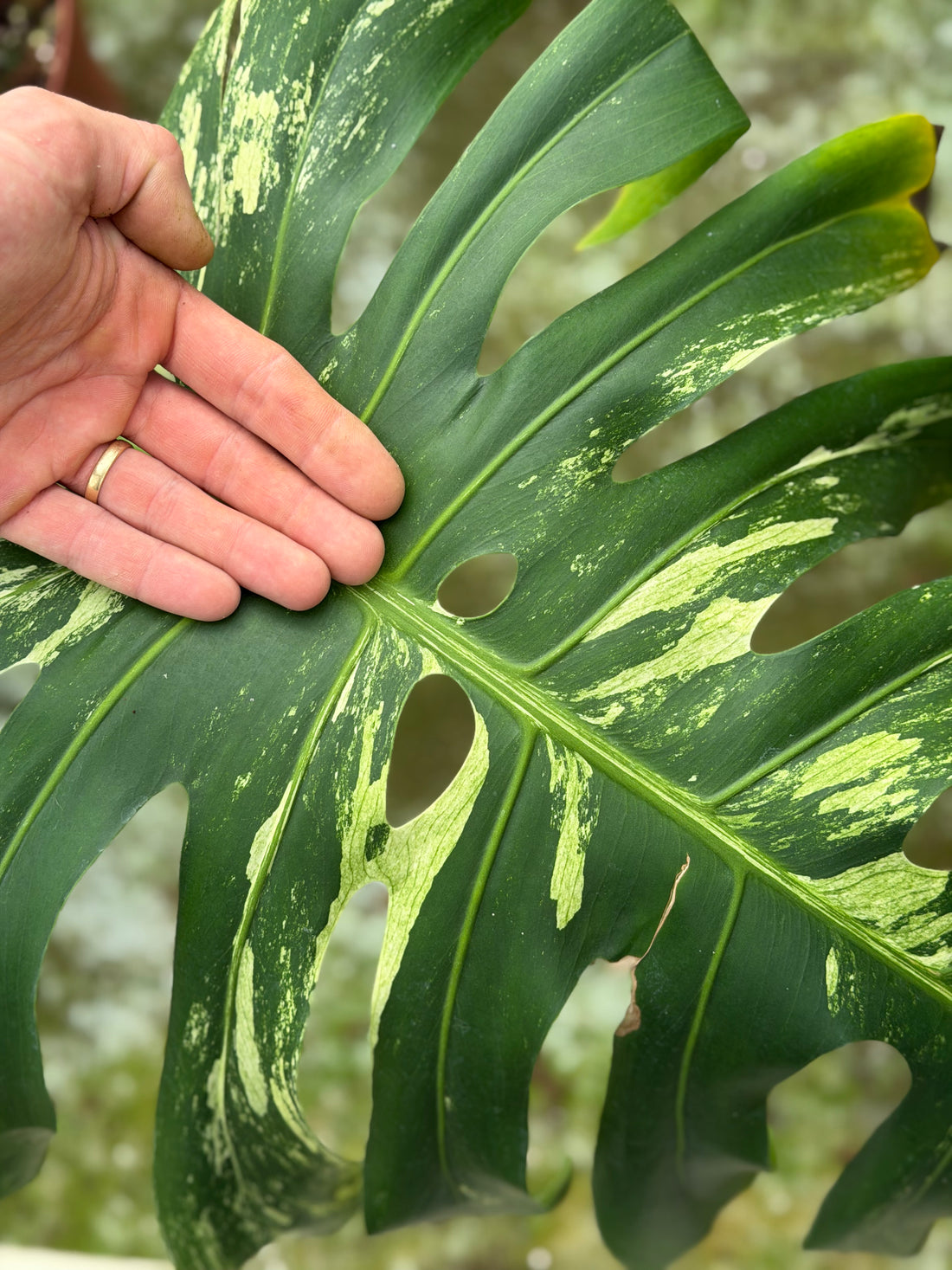 Monstera Jungle Mint XL