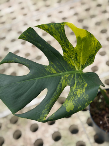 yellow marilyn monstera Monstera Yellow Marilyn – GrowJungle