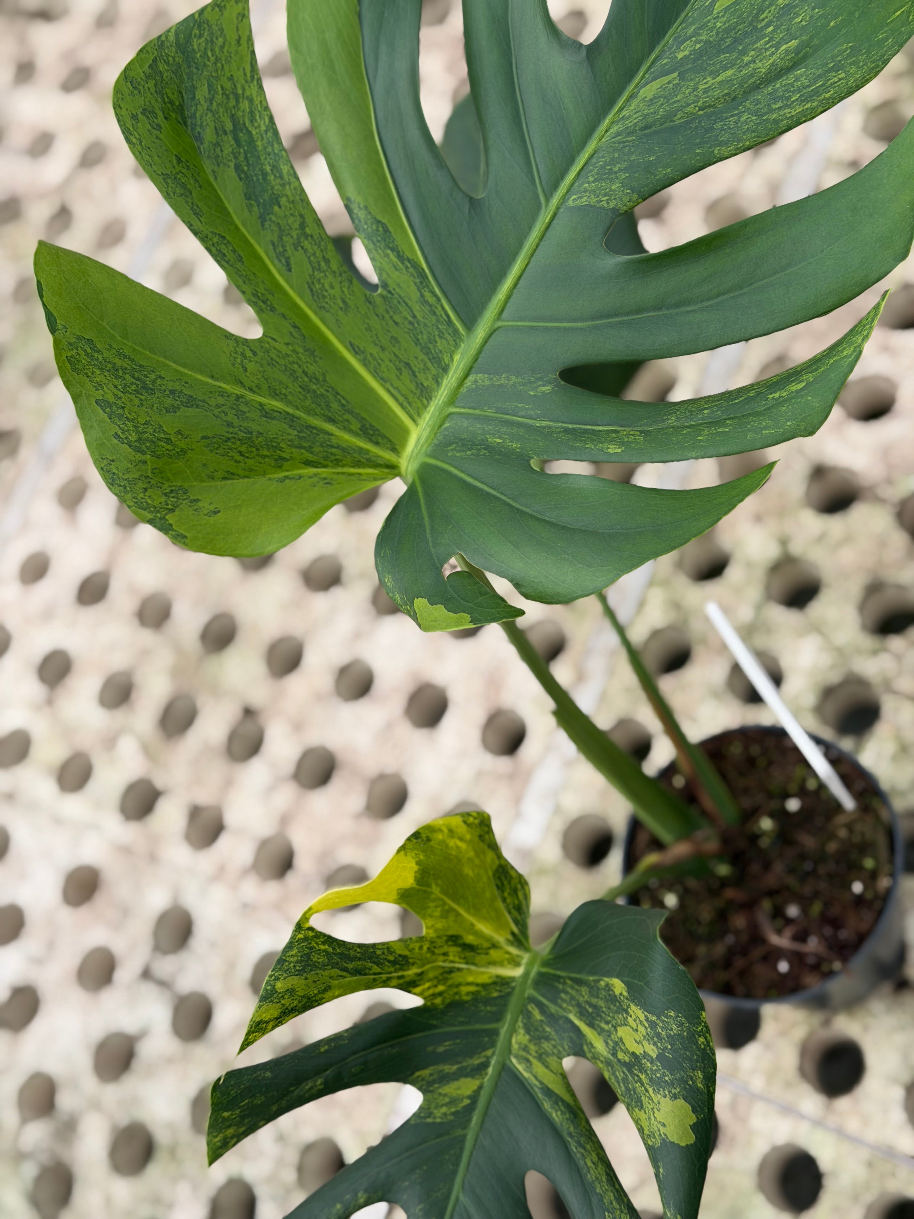 monstera deliciosa fungus Monstera Yellow Marilyn – GrowJungle