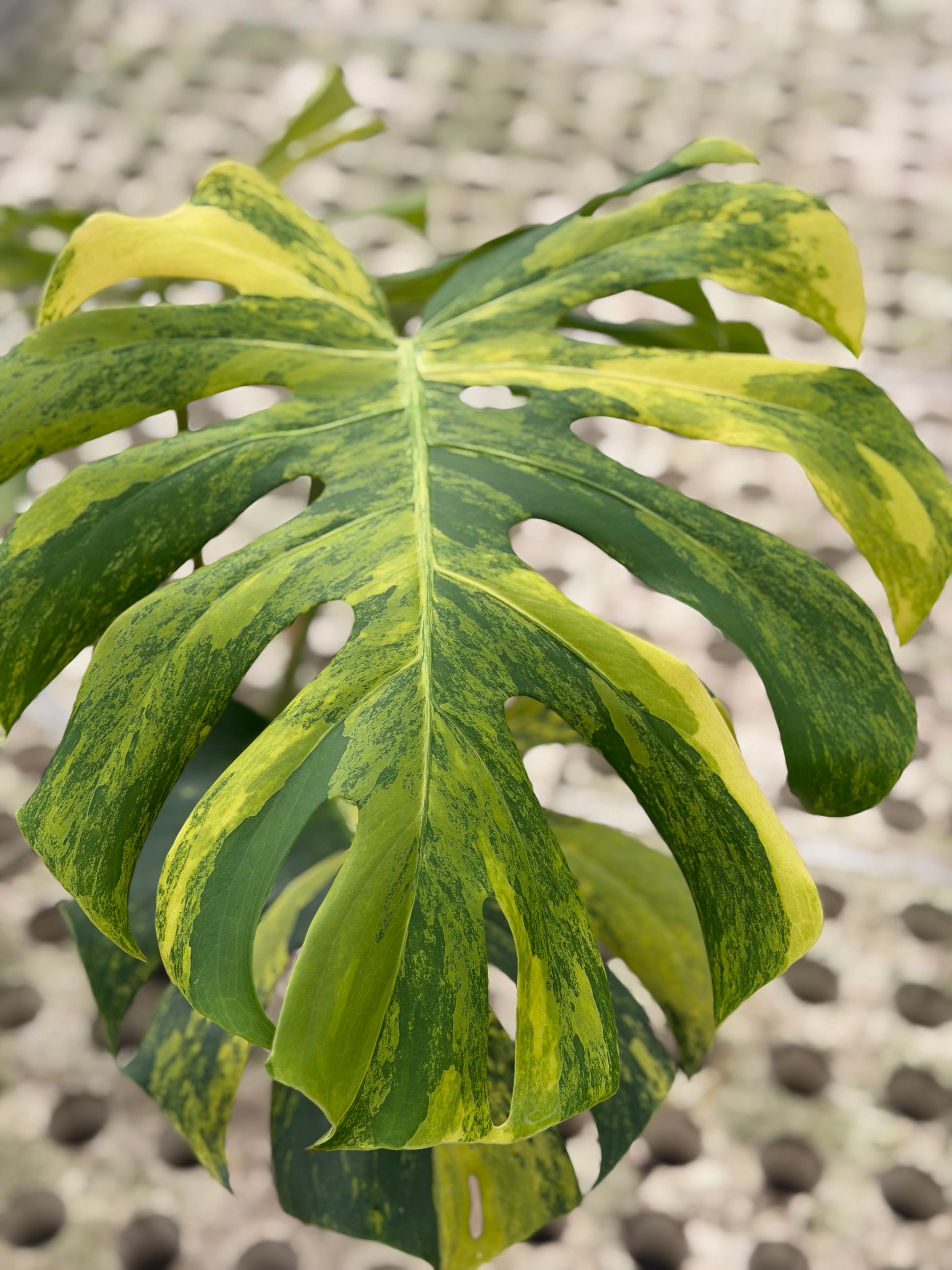 yellow variegated monstera Monstera Yellow Marilyn – GrowJungle