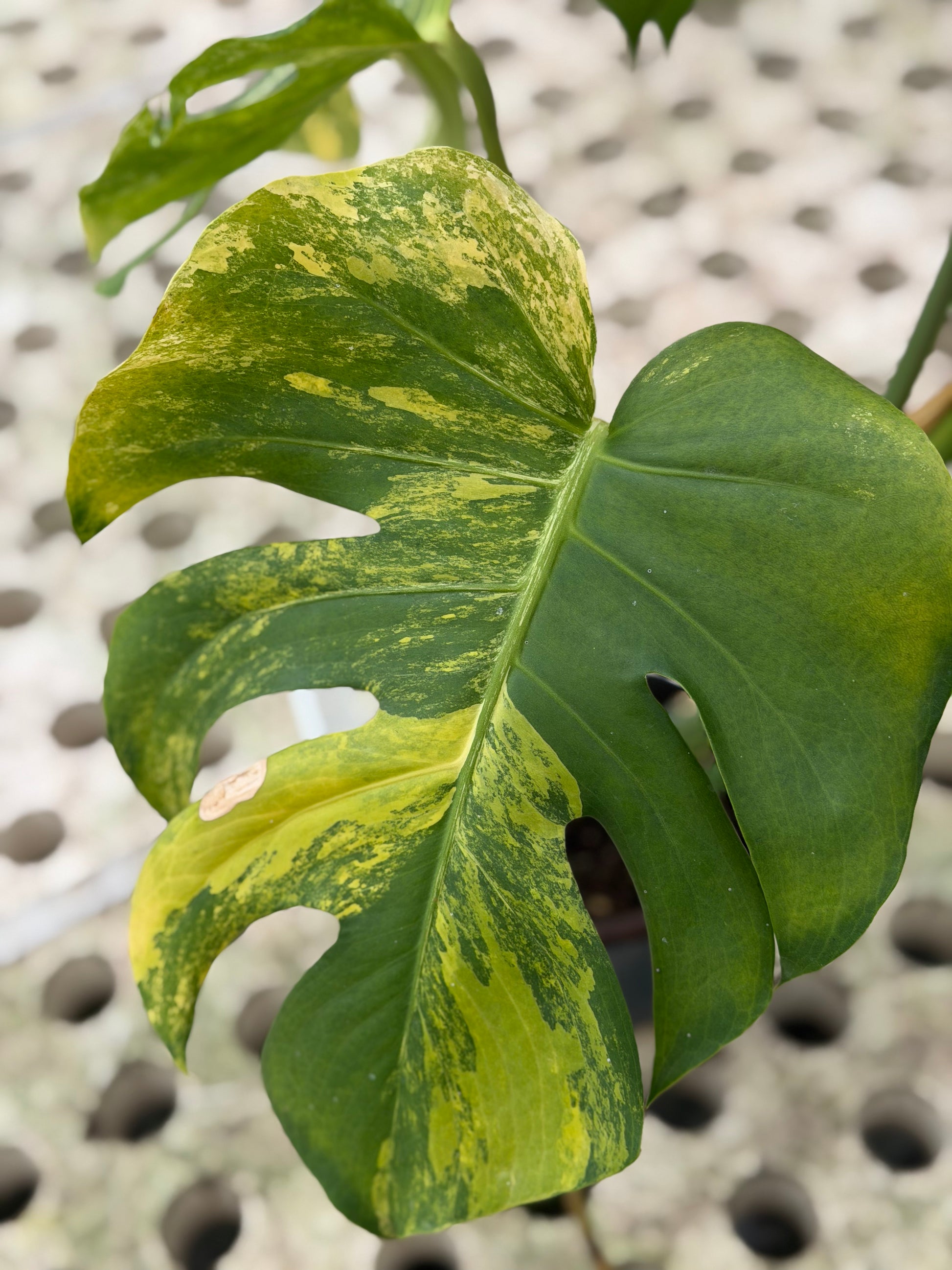 monstera marilyn Monstera Yellow Marilyn – GrowJungle