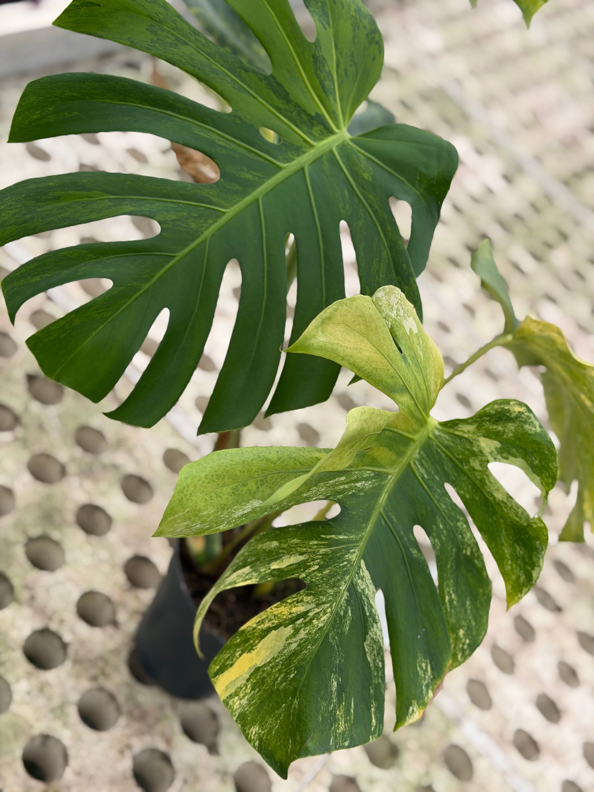 monstera marilyn Monstera Yellow Marilyn – GrowJungle