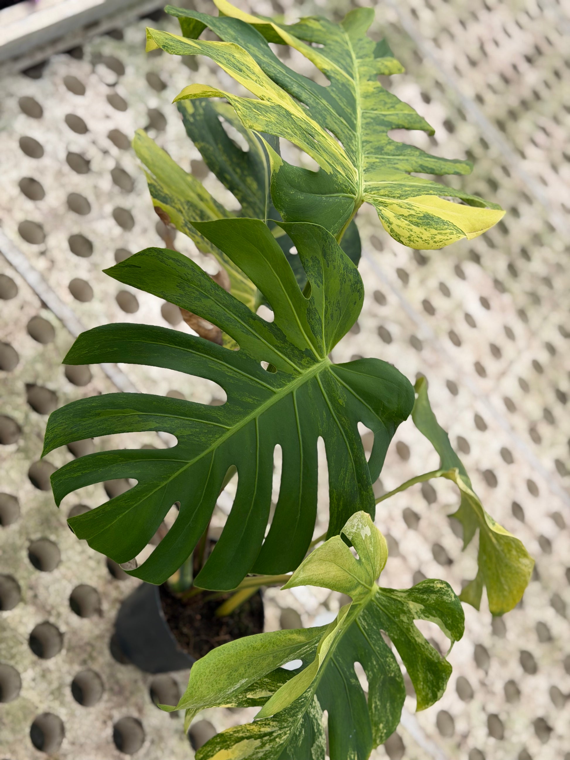 monstera yellow Monstera Yellow Marilyn – GrowJungle