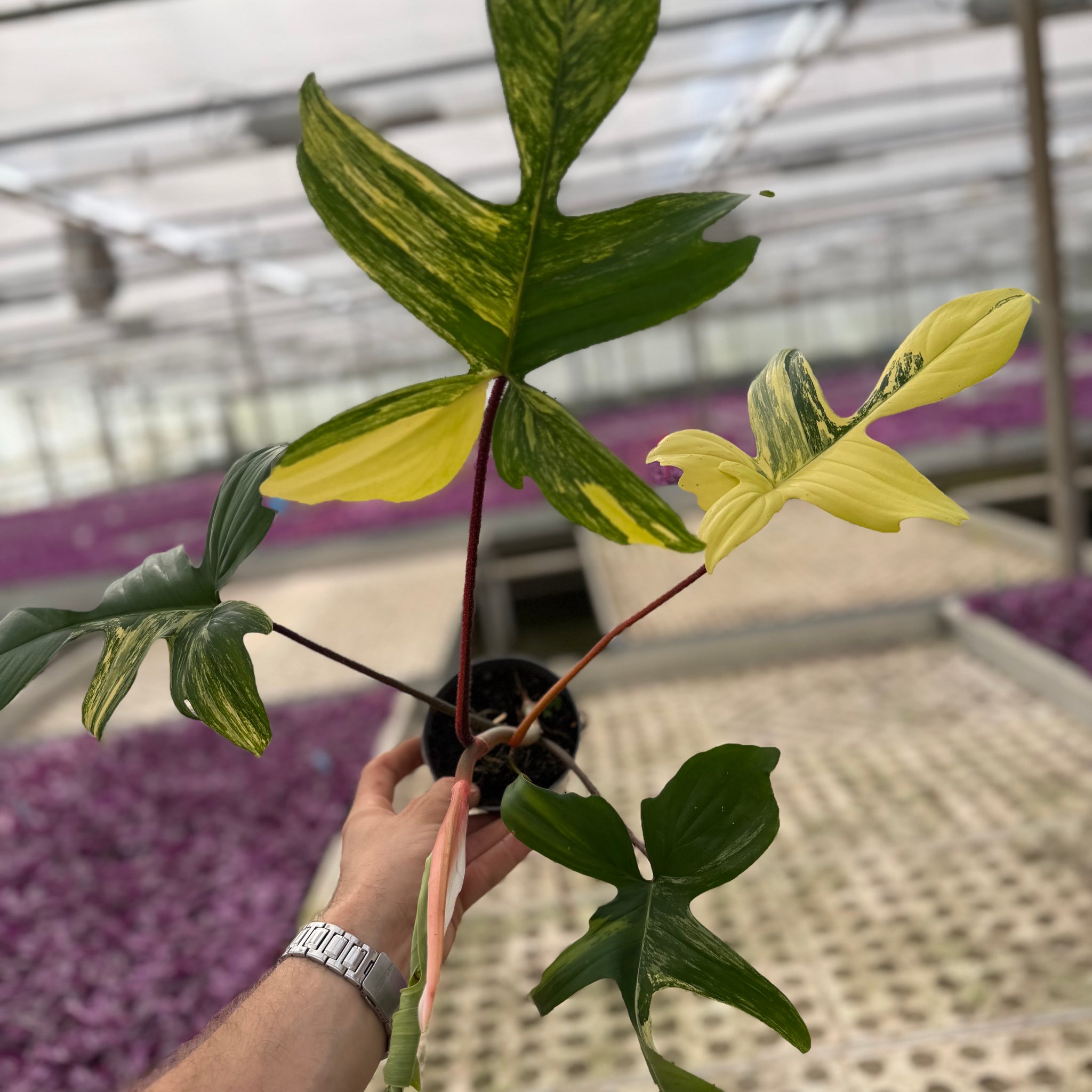 Philodendron Florida Beauty – GrowJungle