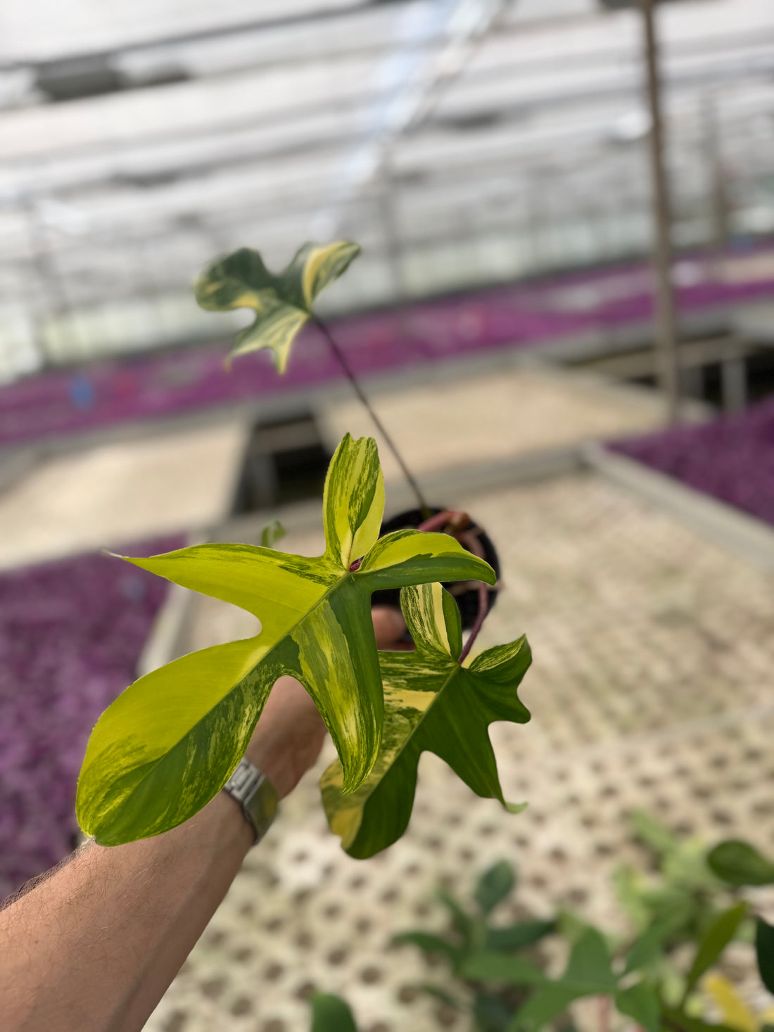Philodendron Florida Beauty