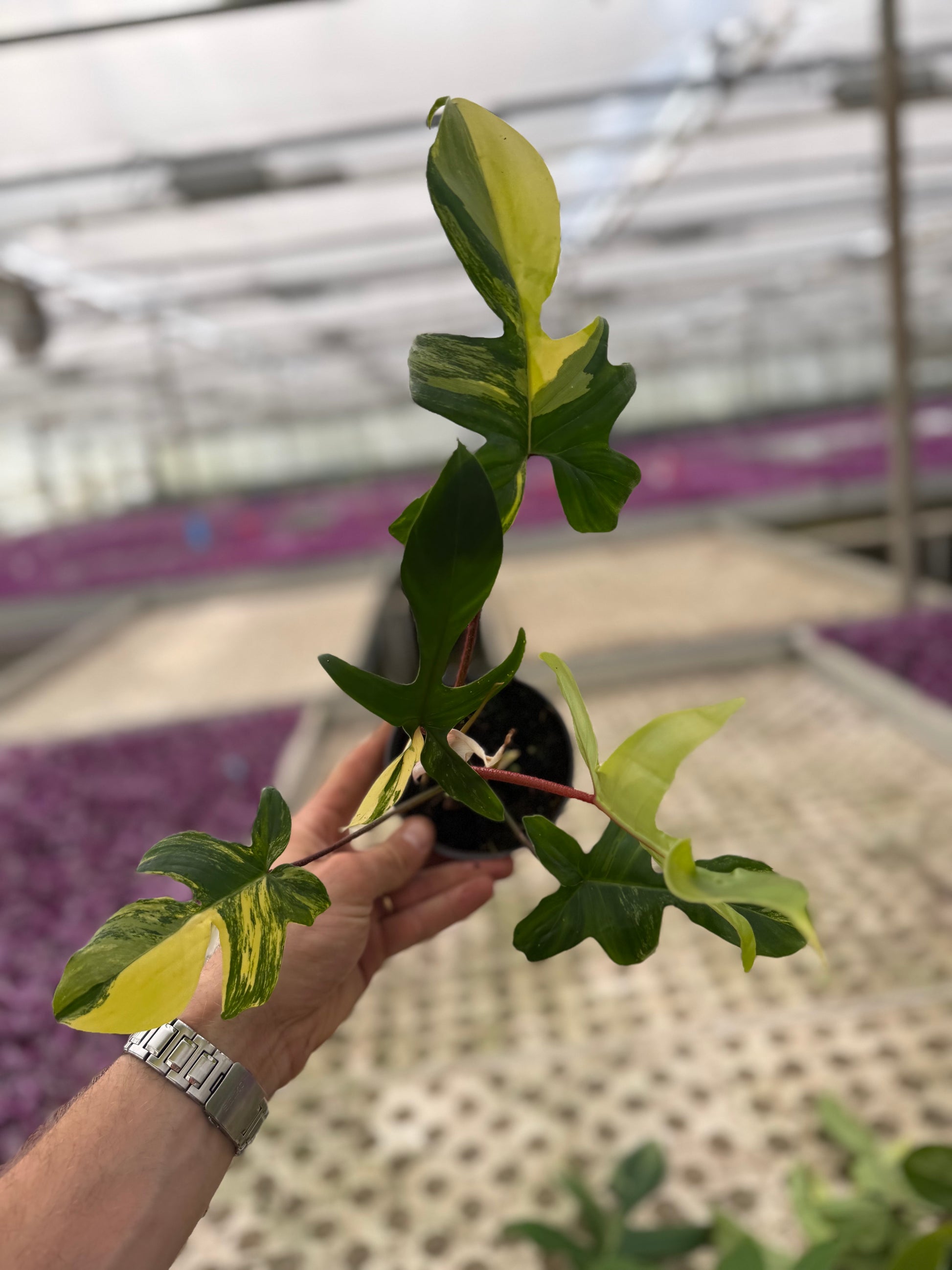 Philodendron Florida Beauty – GrowJungle