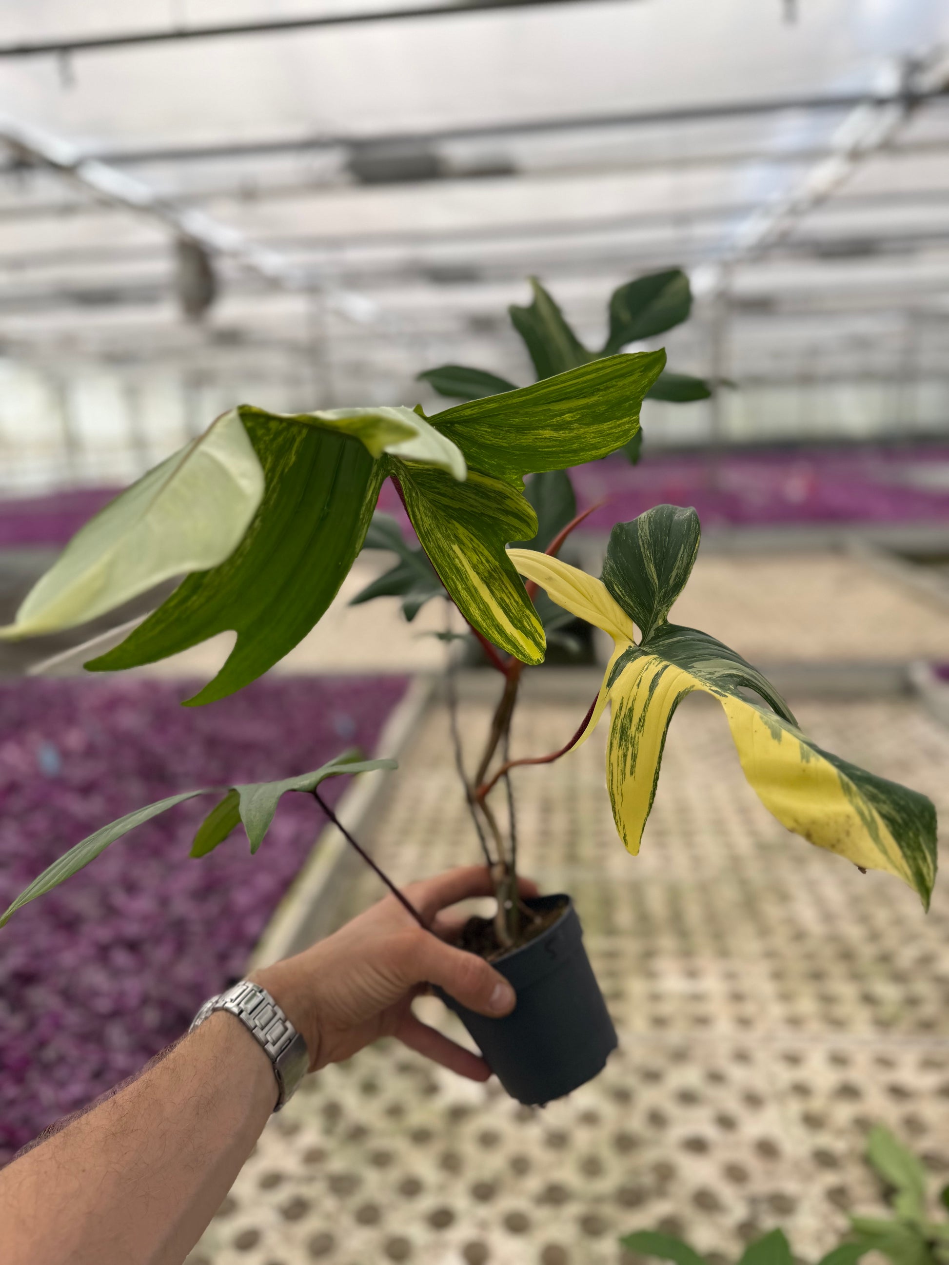 mini florida beauty philodendron for sale Philodendron Florida Beauty – GrowJungle