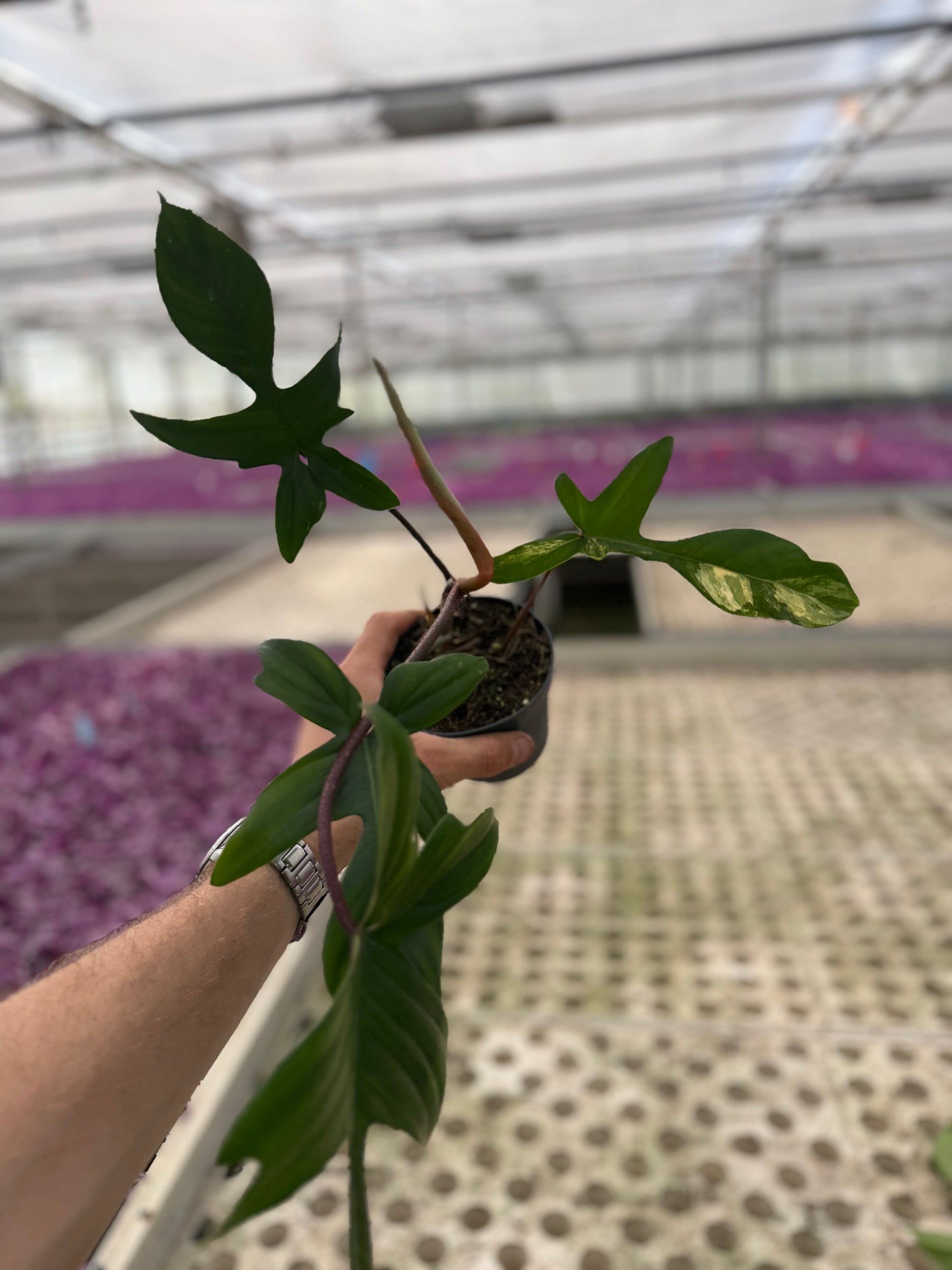 philodendron florida flower Philodendron Florida Beauty – GrowJungle