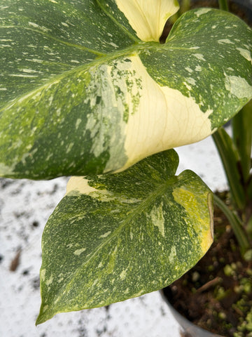 Monstera Miracle Mutation
