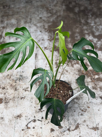 Monstera Sierra