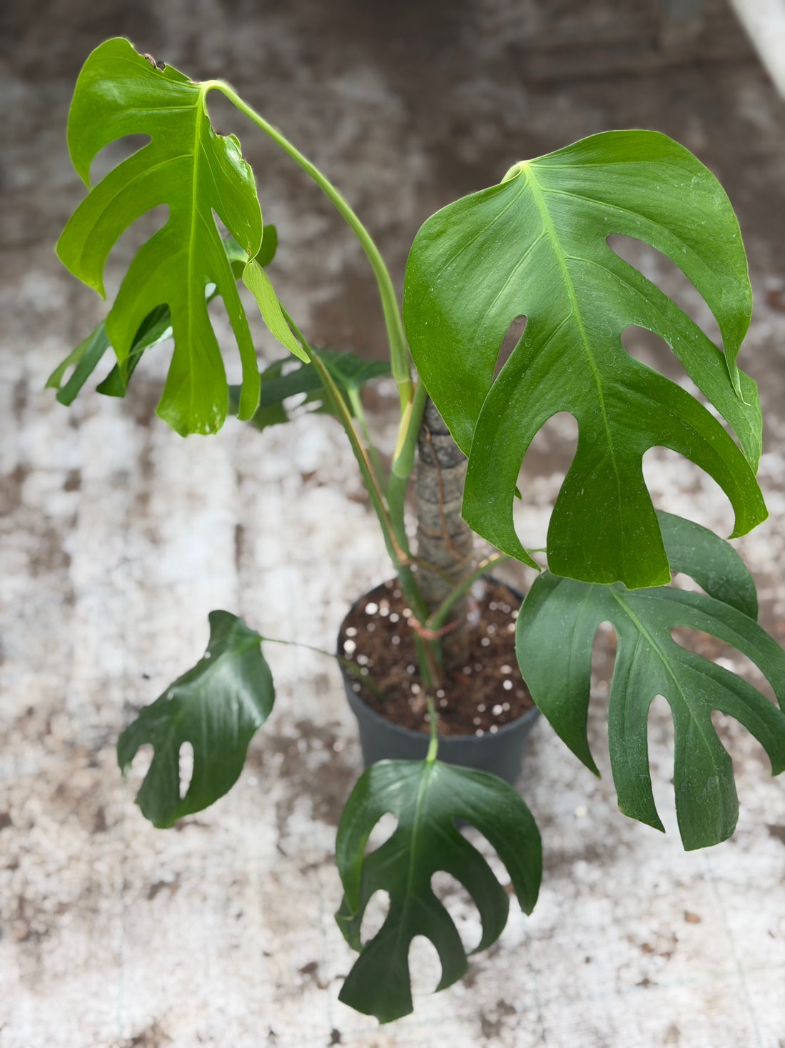 Monstera Sierra