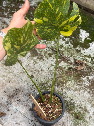 Monstera Electrolyte