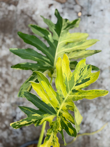 Philodendron Selloum Fire Variegated