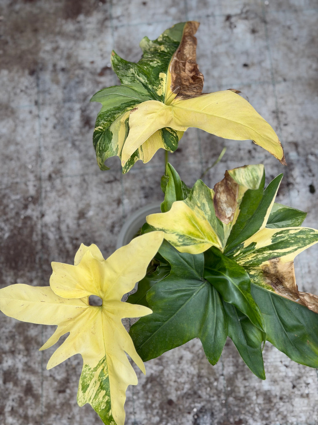 Philodendron Angela Variegated