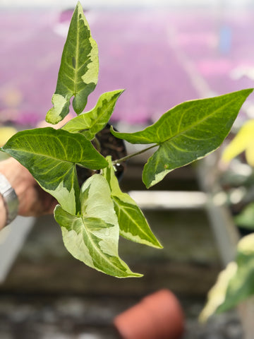 Syngonium Three Kings