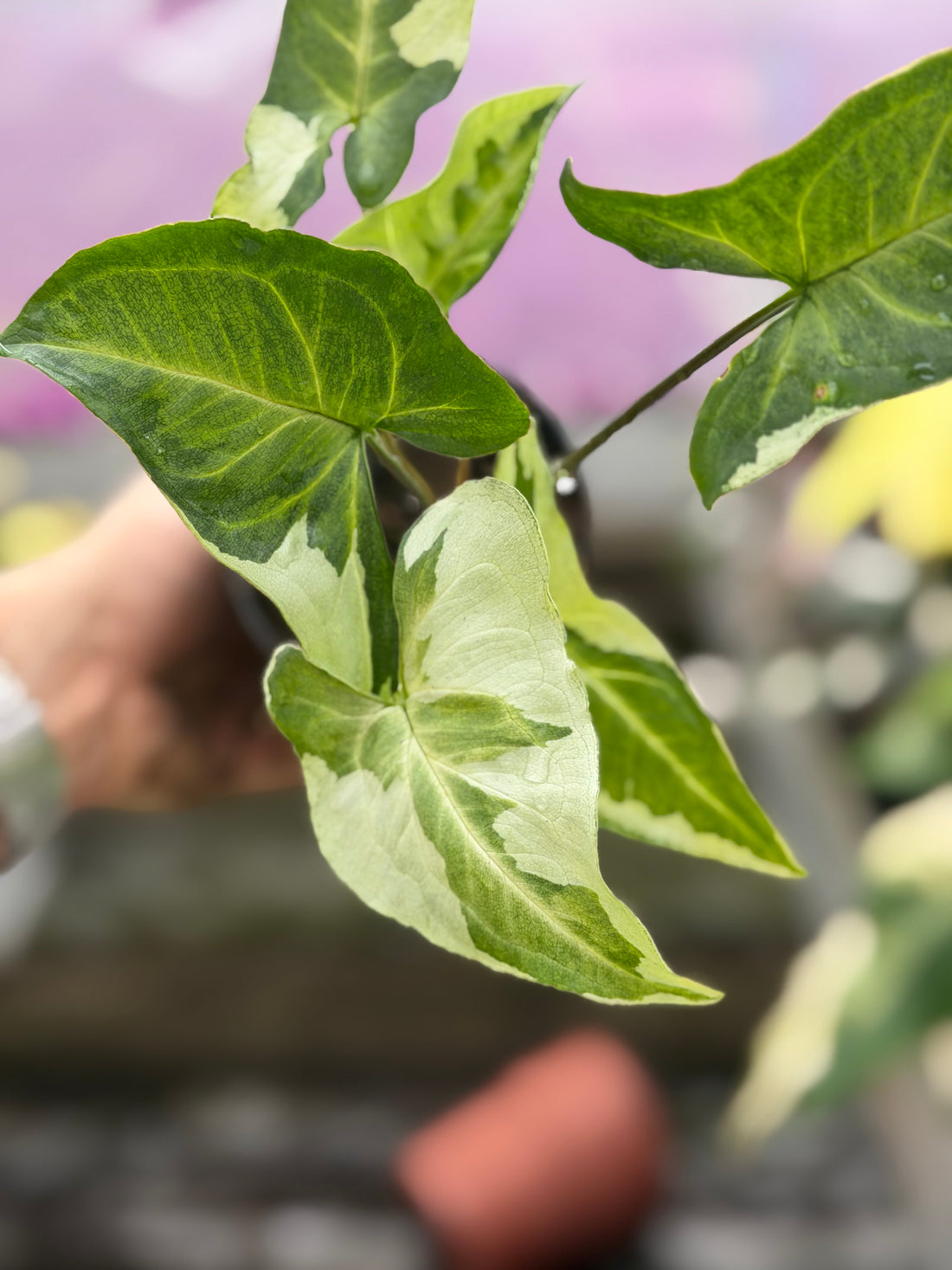 Syngonium Three Kings