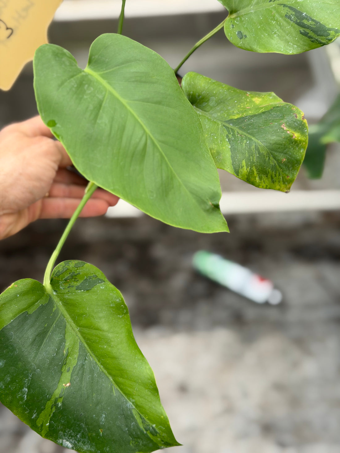 Monstera Light Lime Nr. 3