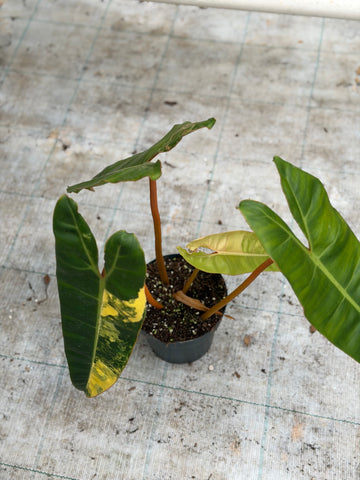 Philodendron Billietiae Variegata