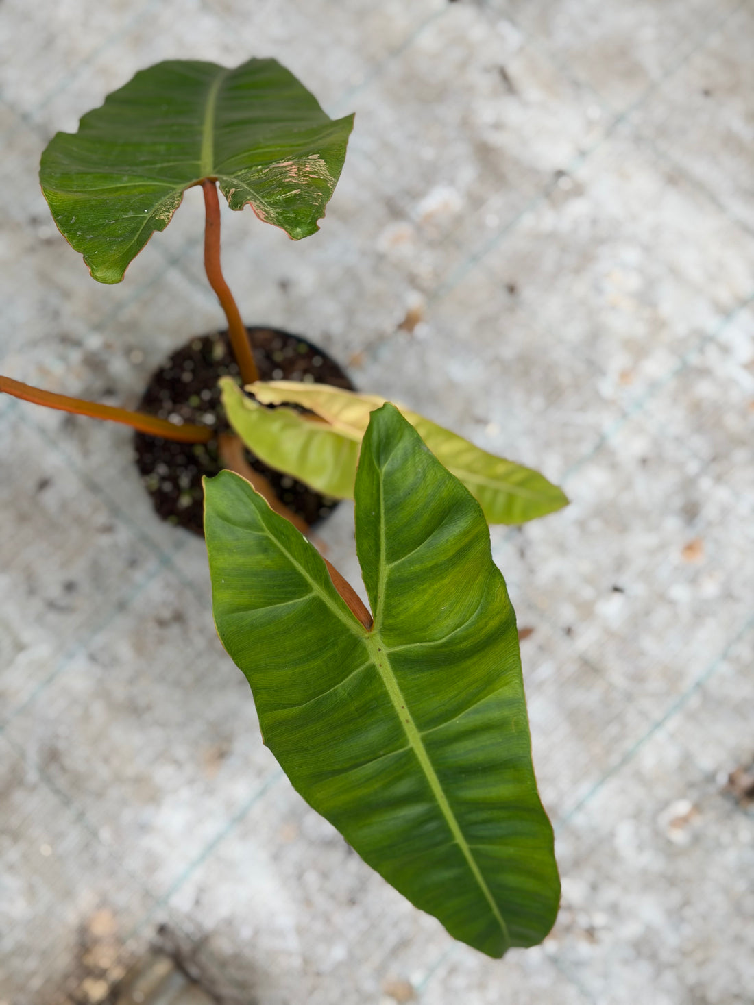 Philodendron Billietiae Variegata