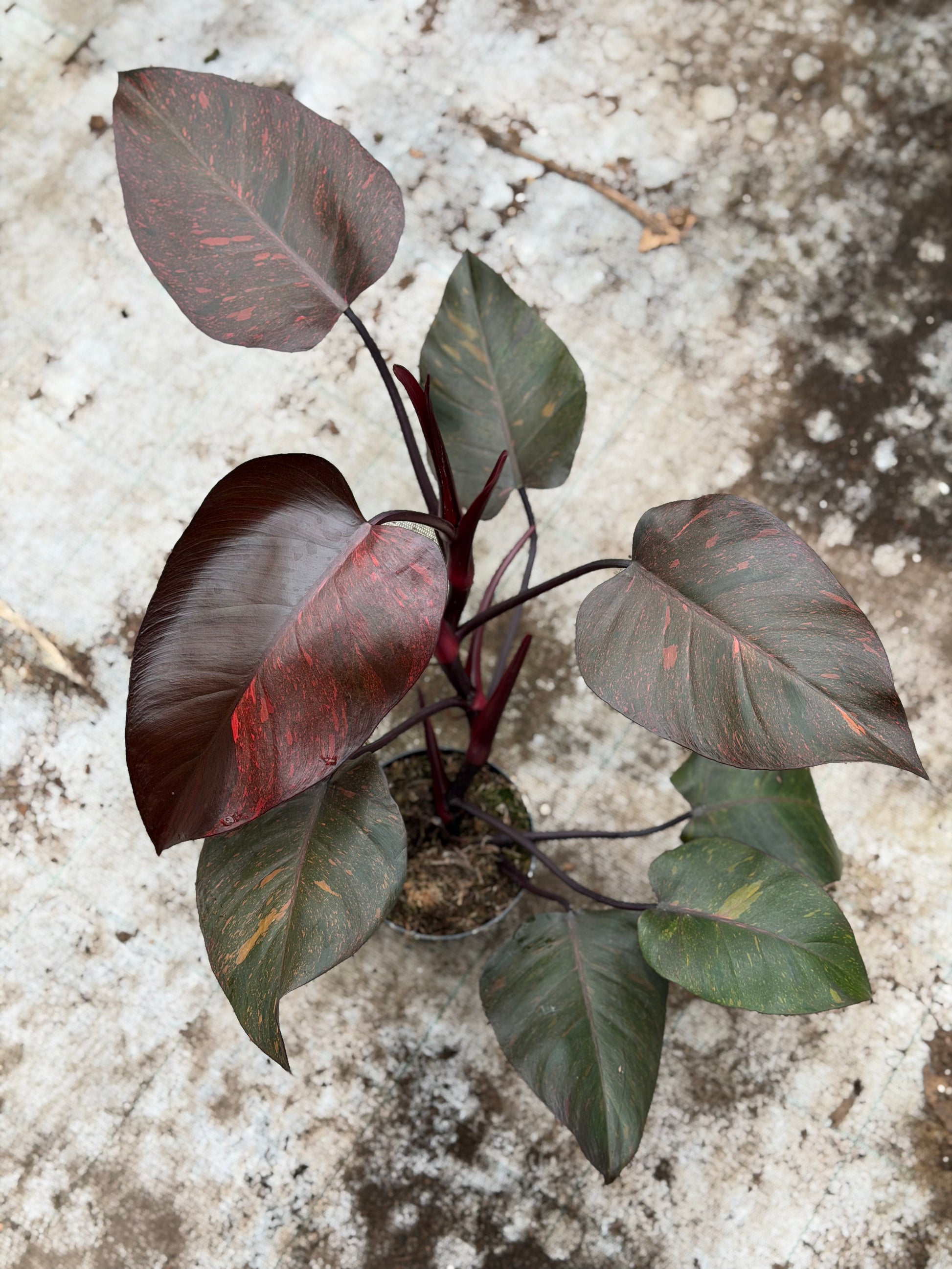 Philodendron Orange Princess – GrowJungle