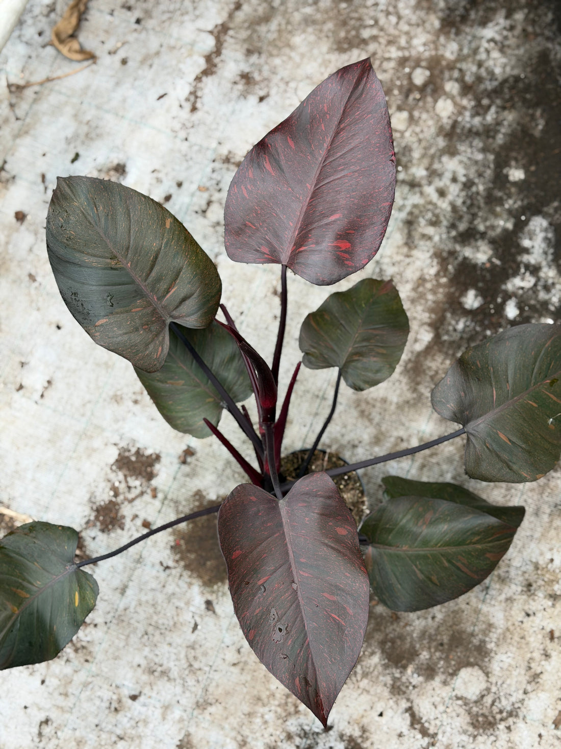 Philodendron „Orange Princess“