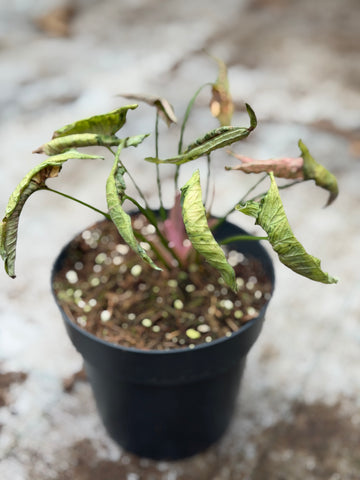 Syngonium Pink Rollie