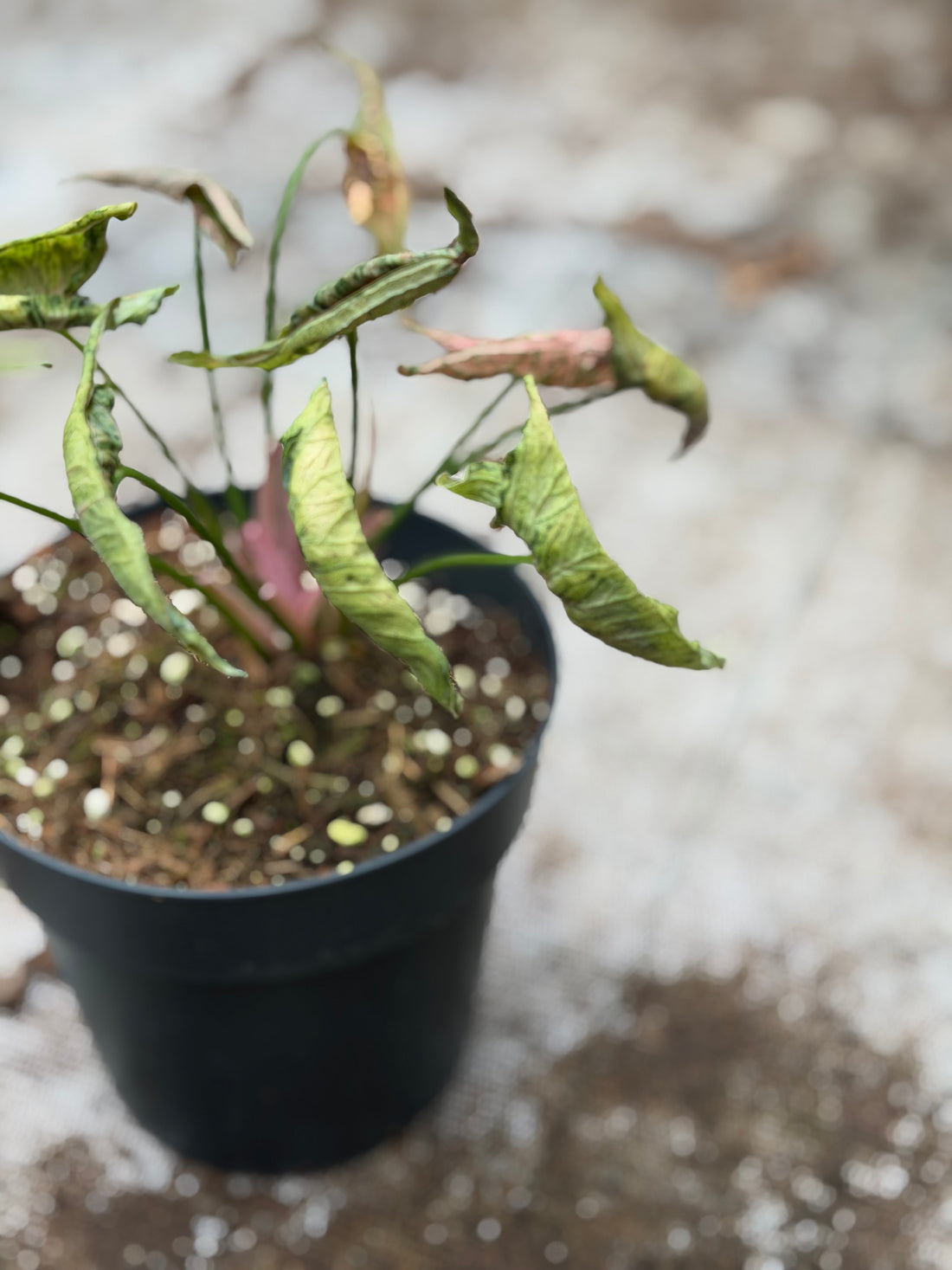 Syngonium Pink Rollie