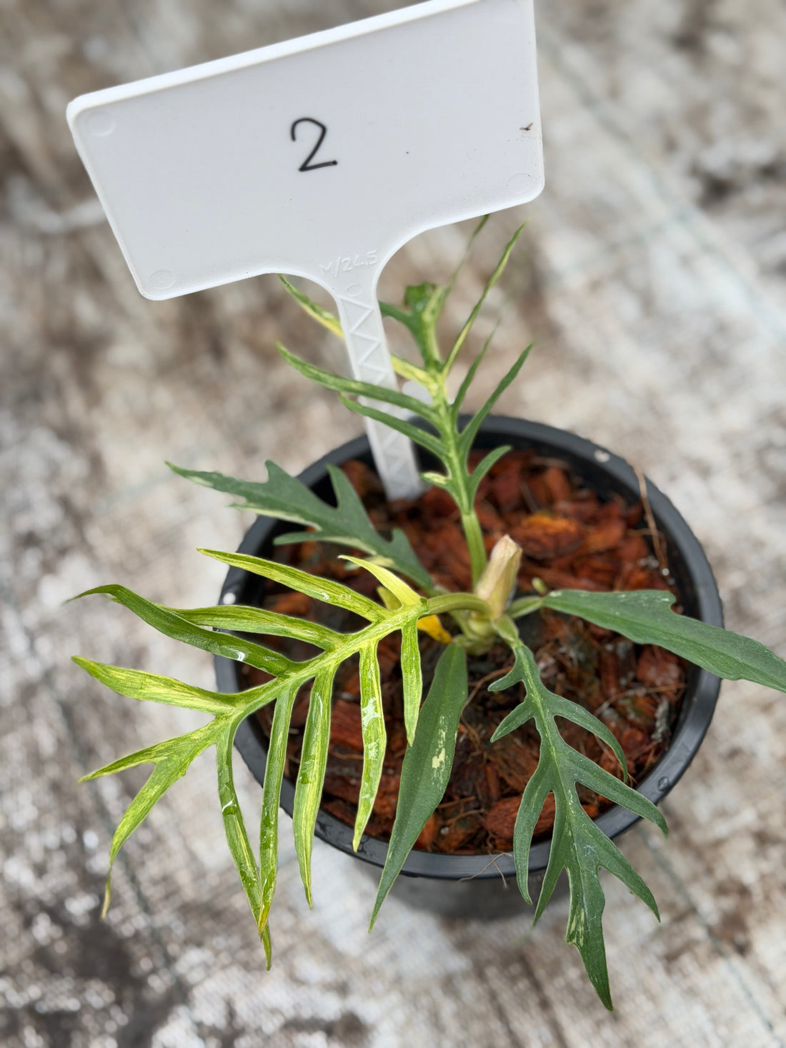 Philodendron Tortum Variegated