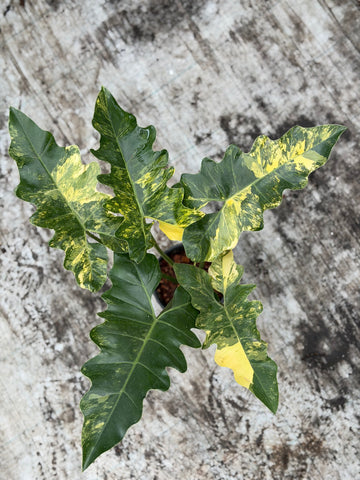 Philodendron Williamsii