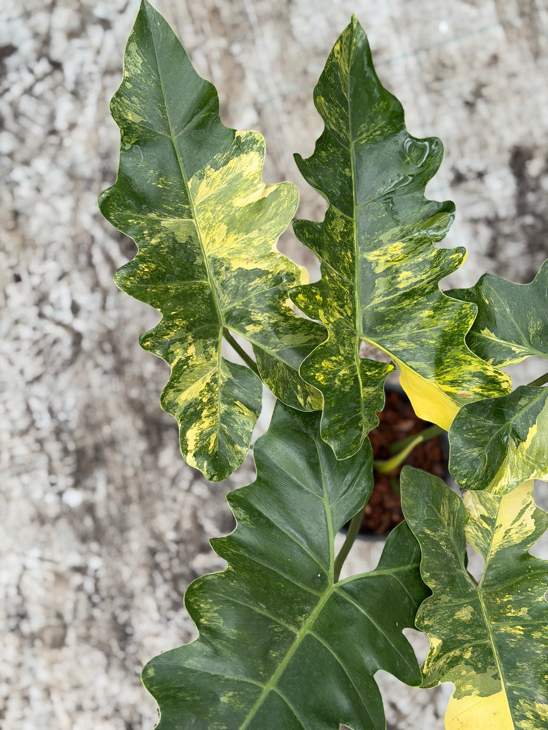 Philodendron Williamsii