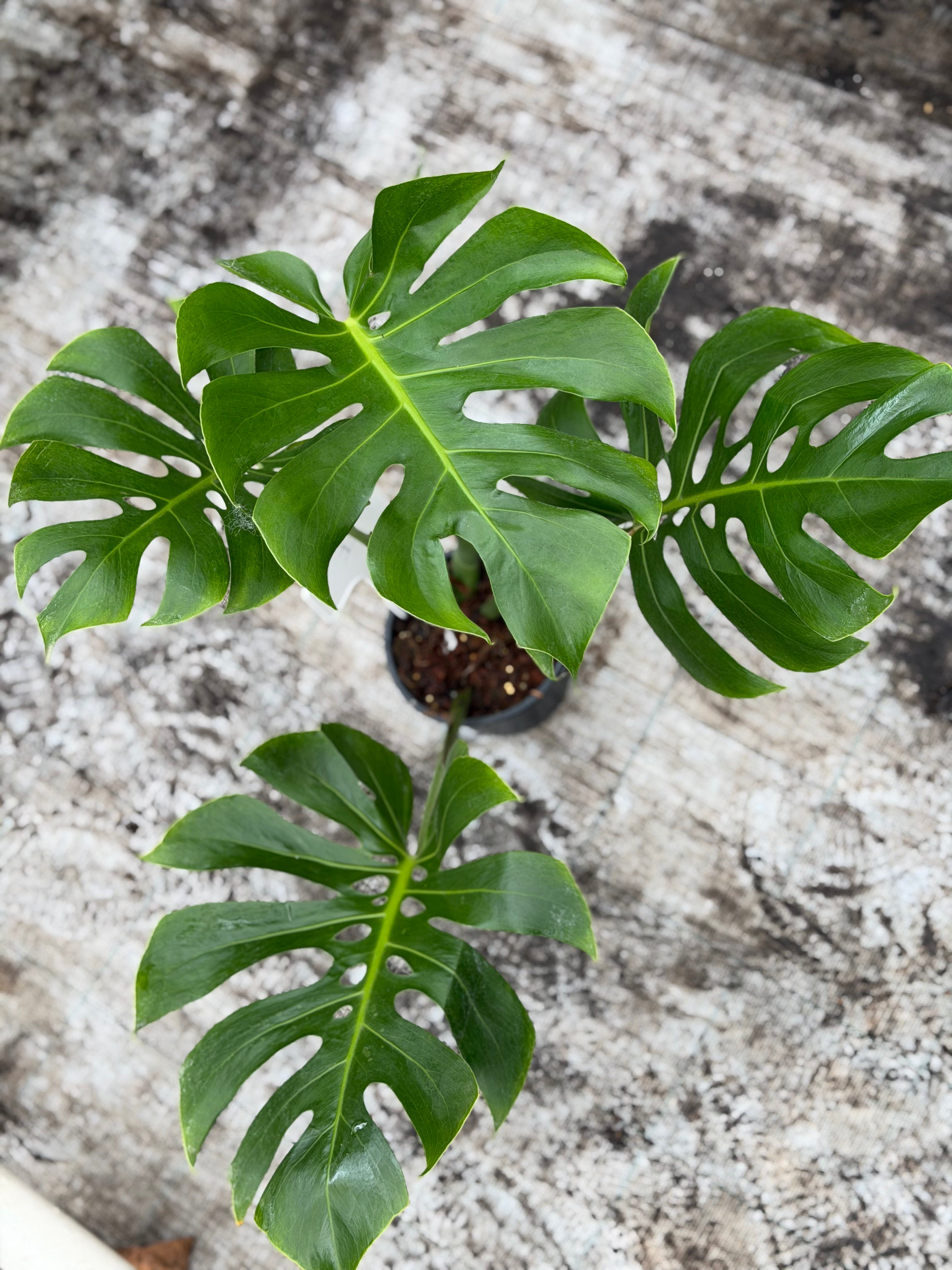 Monstera Form 6 – GrowJungle