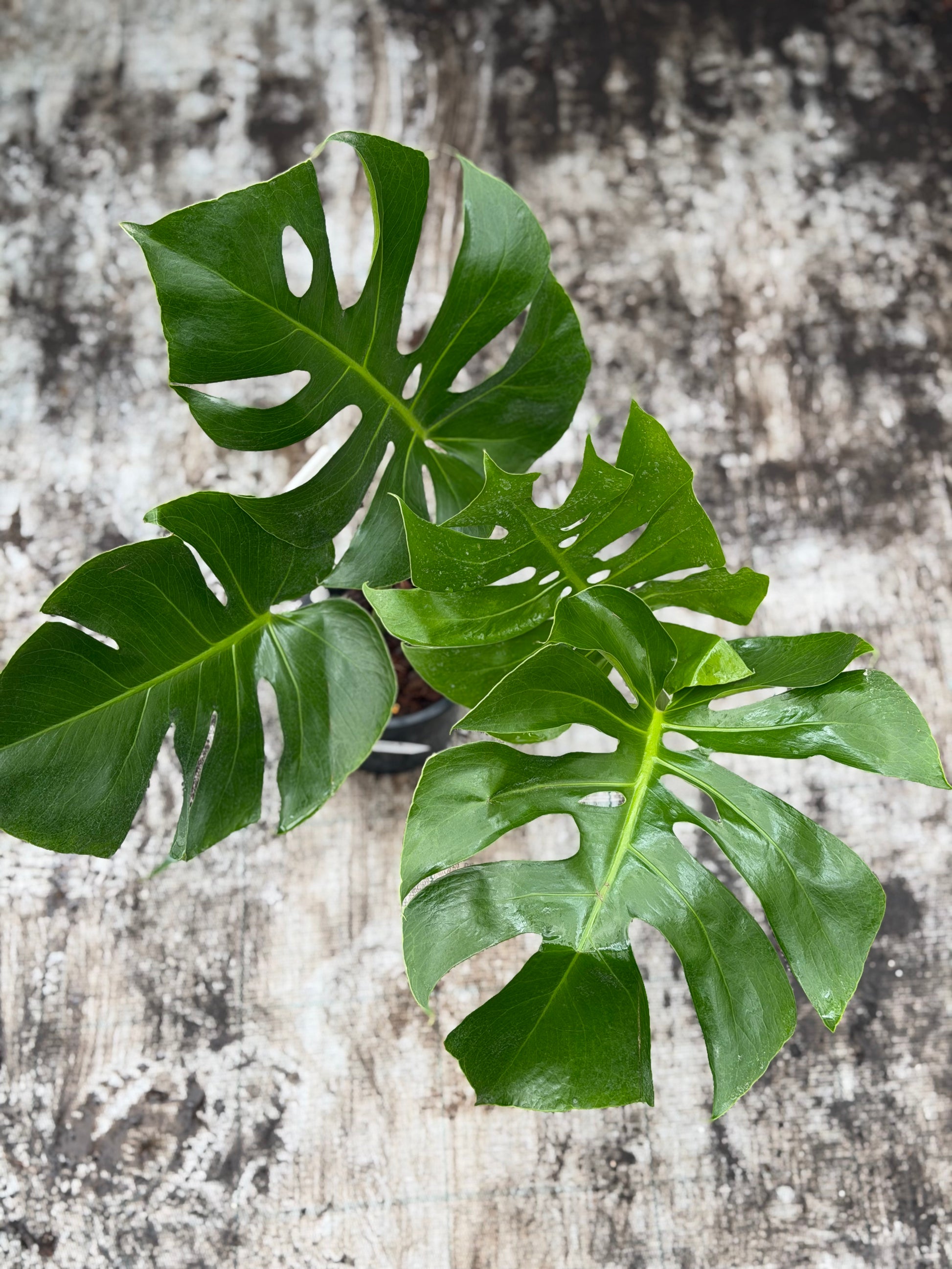 monstera deliciosa forms Monstera Form 6 – GrowJungle