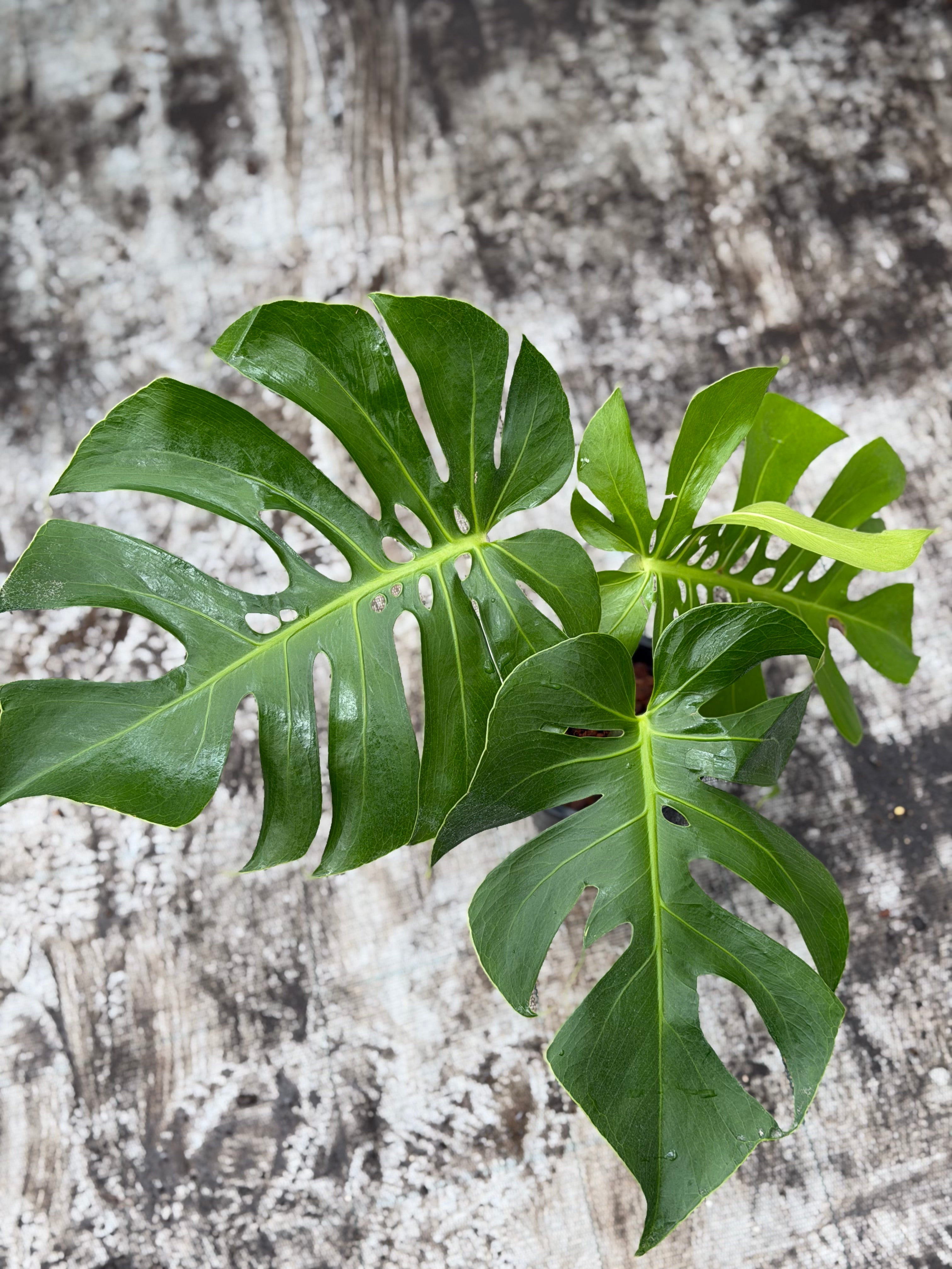 Monstera Form 6 – GrowJungle