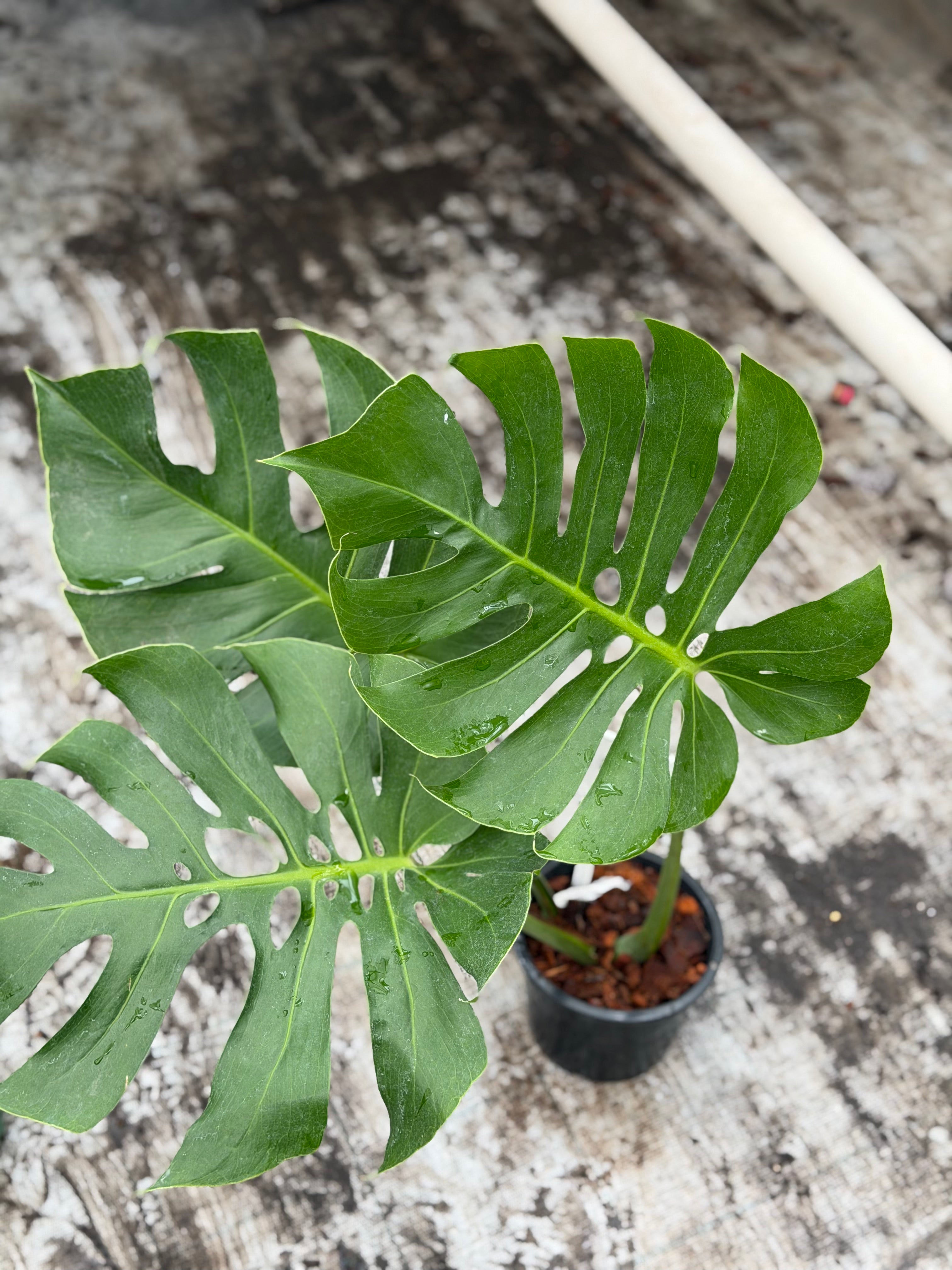 Monstera Form 6 – GrowJungle