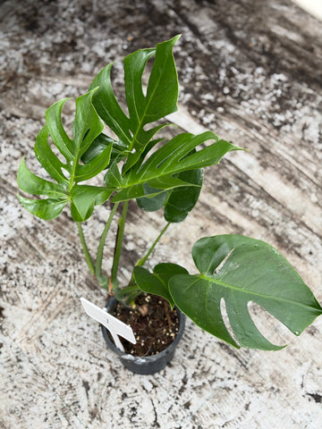Monstera Compact Japan