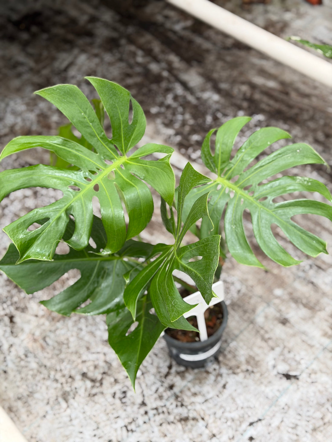 Monstera Compact Japan