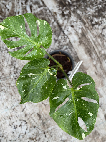 Monstera Fish Bone