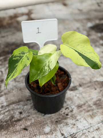 Monstera Light Lime