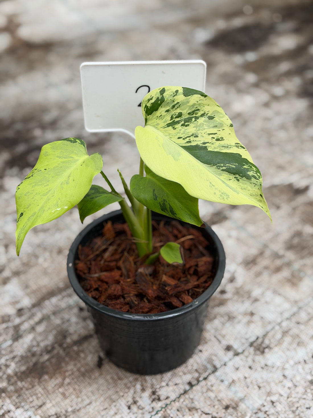 Monstera Light Lime