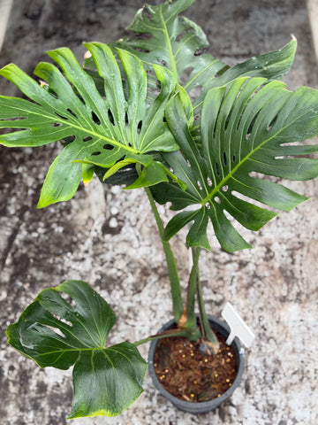 Monstera Tattoo Nr. 2.