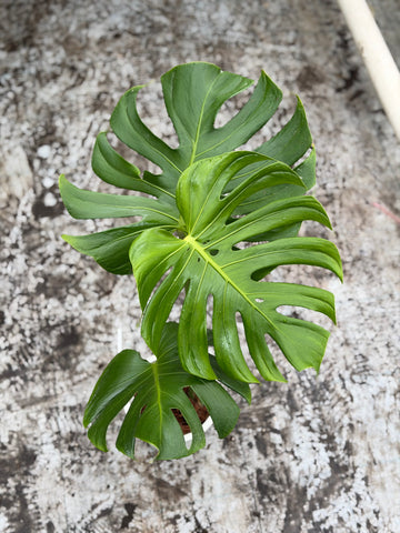 Monstera Tattoo Nr. 3.