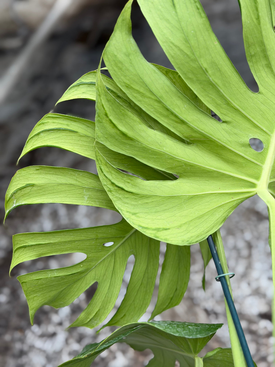 Monstera Tattoo Nr. 3.
